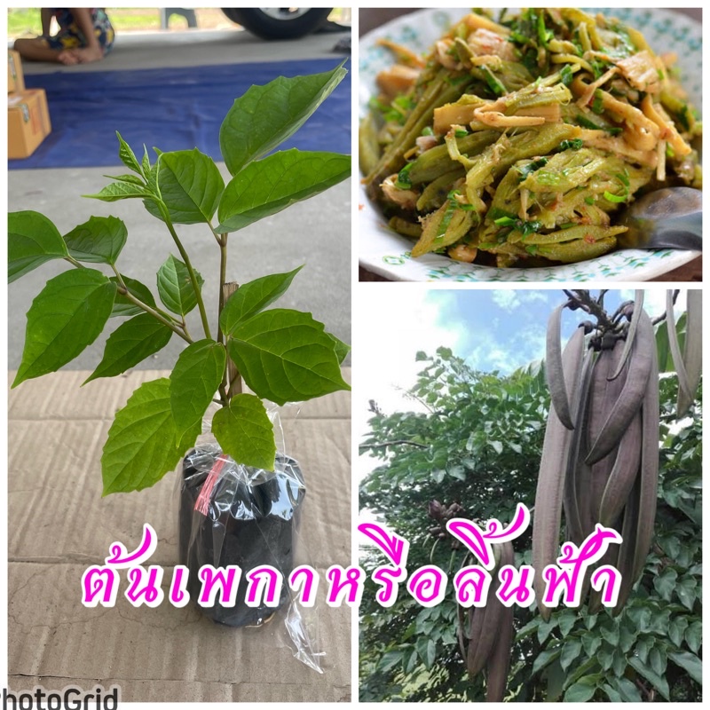 ต้นเพกา หรือ ต้นลิ้นฟ้า ต้นพันธุ์เตี้ย ฝักใหญ่ยาว รสชาติขมเล็กน้อย