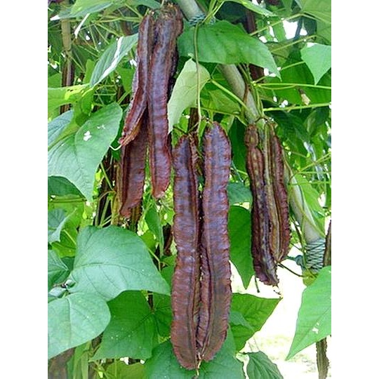 15 เมล็ด เมล็ดถั่วพูฝักม่วง (ปลูกง่าย ออกฝักดก ฝักใหญ่สีม่วง รสชาติหวานกรอบอร่อย อายุเก็บเกี่ยว 70 วัน) ราคา ถูกที่สุด ดีลบีเคเค แกลเลอรีภาพที่ 3