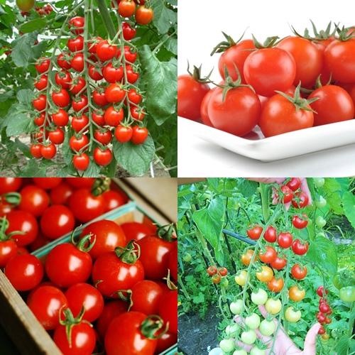 100+ เมล็ด เมล็ดมะเขือเทศเชอรี่สีแดง (ปลูกง่ายมาก รสชาติหวานอร่อยมาก ลูกดก ลูกเล็กพอดีคำ ลูกสุกสีแดงรสชาติจะหวานจัดมาก)