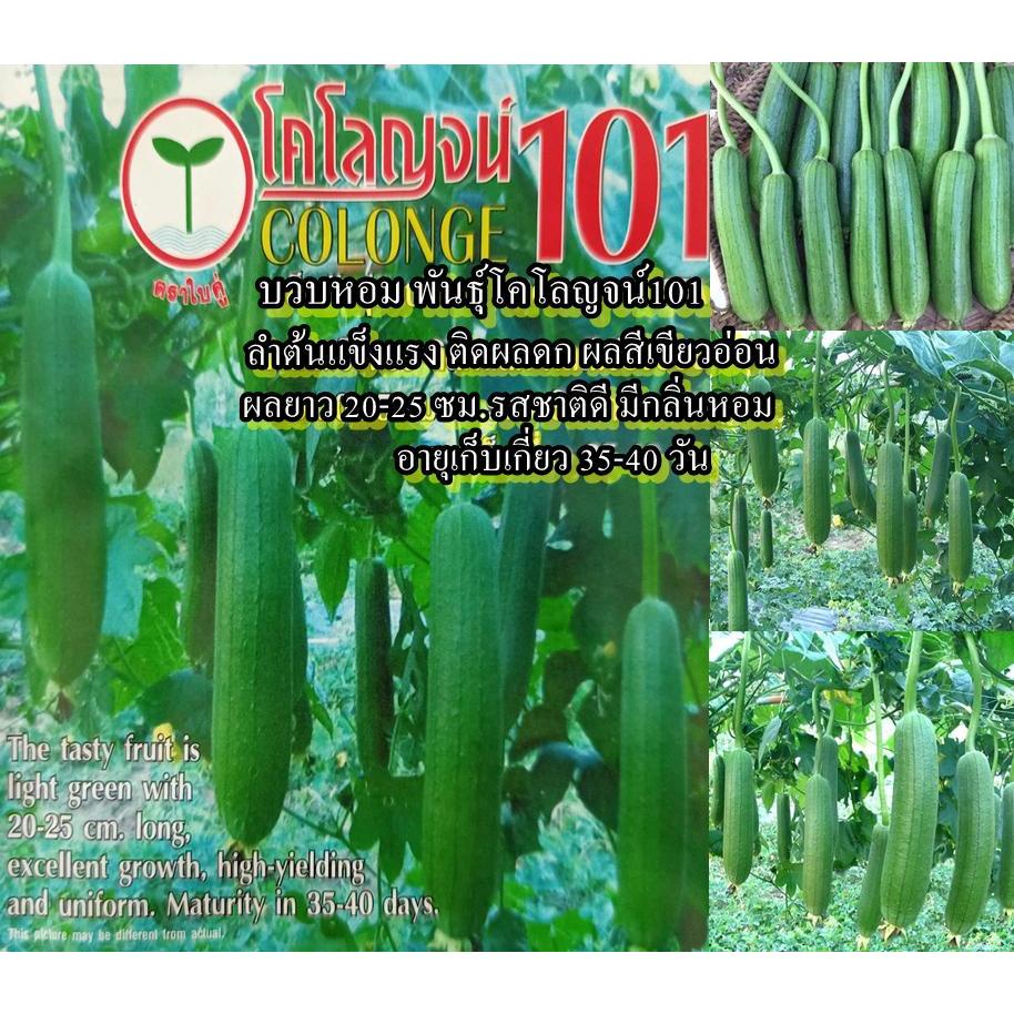 20+ เมล็ด เมล็ดบวบหอม พันธุ์โคโลญจน์101 (ปลูกง่าย ลำต้นแข็งแรง ติดผลดก ผลสีเขียวอ่อน ยาว 20-25 ซม. รสชาติดีมีกลิ่นหอม)