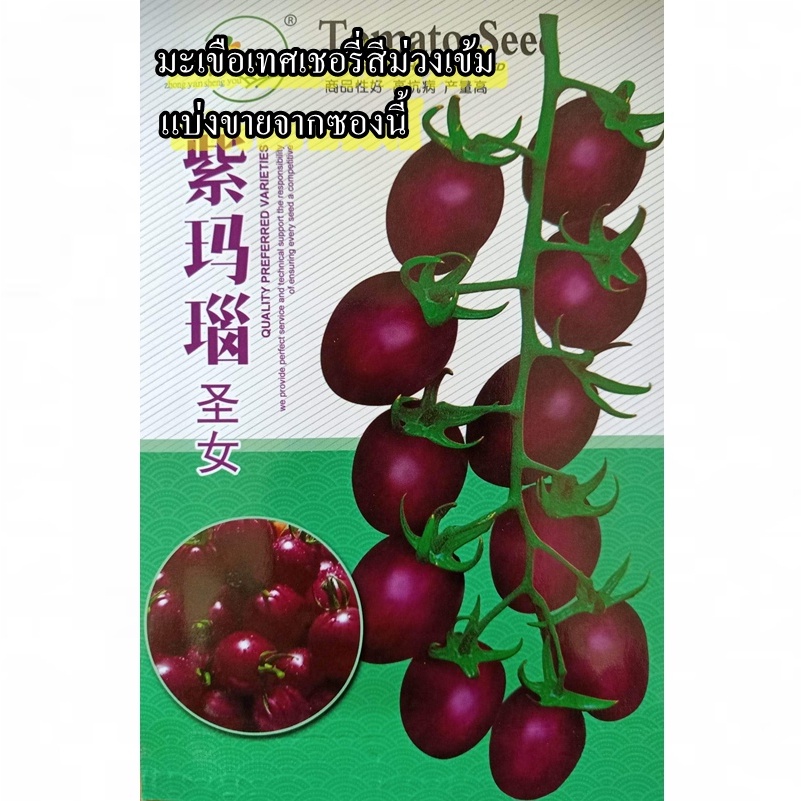 60+ เมล็ด เมล็ดมะเขือเทศเชอรี่สีม่วงเข้ม (ปลูกง่าย สายพันธุ์เลื้อย รสชาติหวานอร่อย ผลสีม่วงเข้มทรงบอลสวย ออกผลดกเป็นพวง)