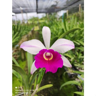 กล้วยไม้แคทลียา ลูกผสมใหม่ให้ดอกสวยๆน่าสะสม เมมแอนนา x ยวนนา…