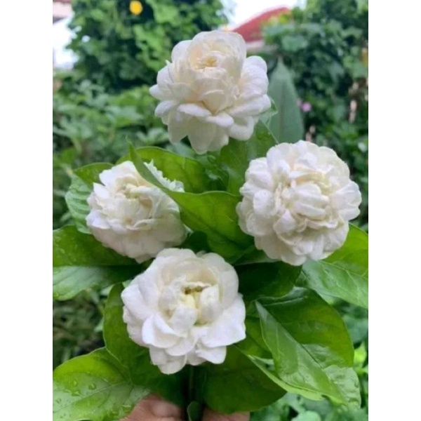 ต้นมะลิซ้อนดอกใหญ่1ต้นถุงดำสูงประมาณ15ซม.😍🥰หอมมากช้าหมด