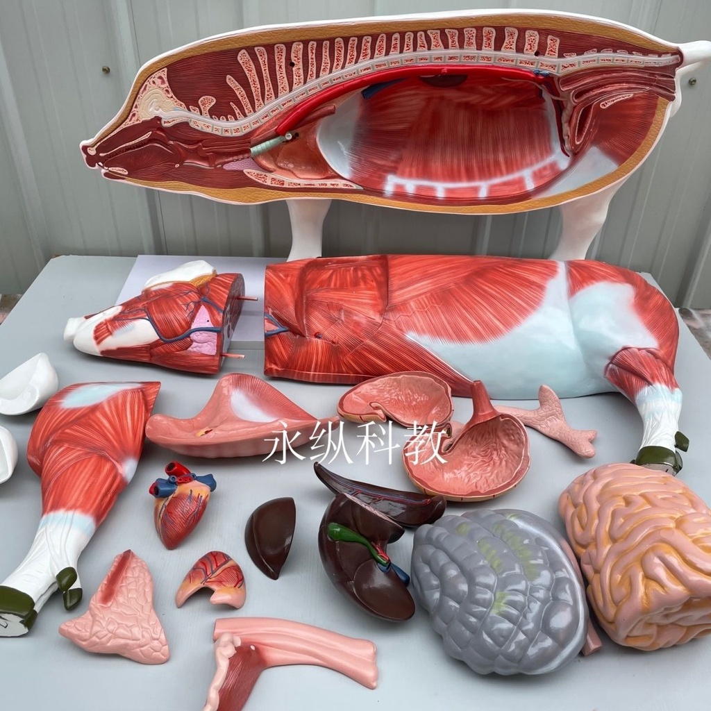 Yonglongitudinal Science and Education Animal Anatomy Model Pig Internal Organs Anatomy Model Higher