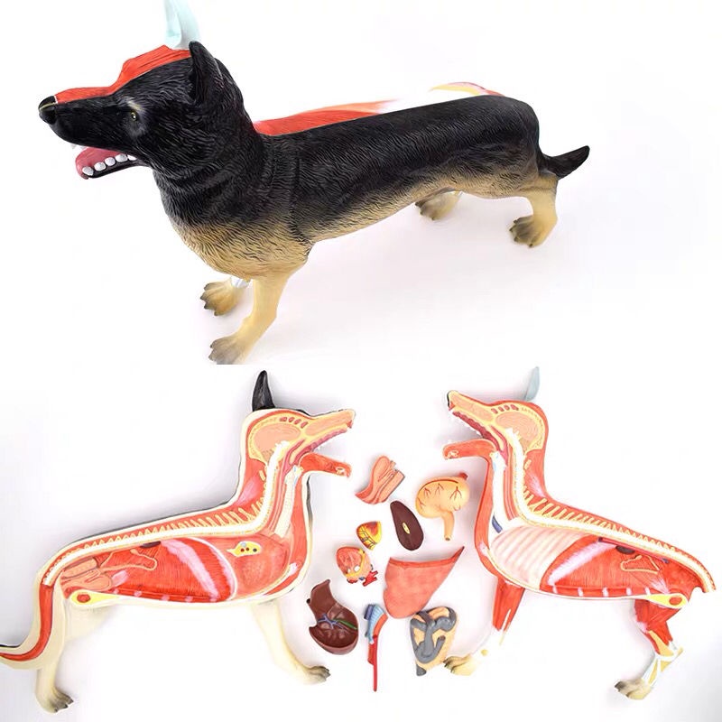 Dog Anatomy Model Dog Internal Organs Muscle Pet Teaching Higher Vocational Animal Husbandry Veterin