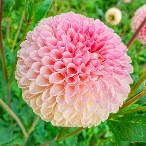 1 เหง้า ดอกรักเร่ ดาห์เลีย ต้นเตี้ย ดอกใหญ่ซ้อน Dahlia tubers สายพันธุ์ Jowey Nicky Giant Ball