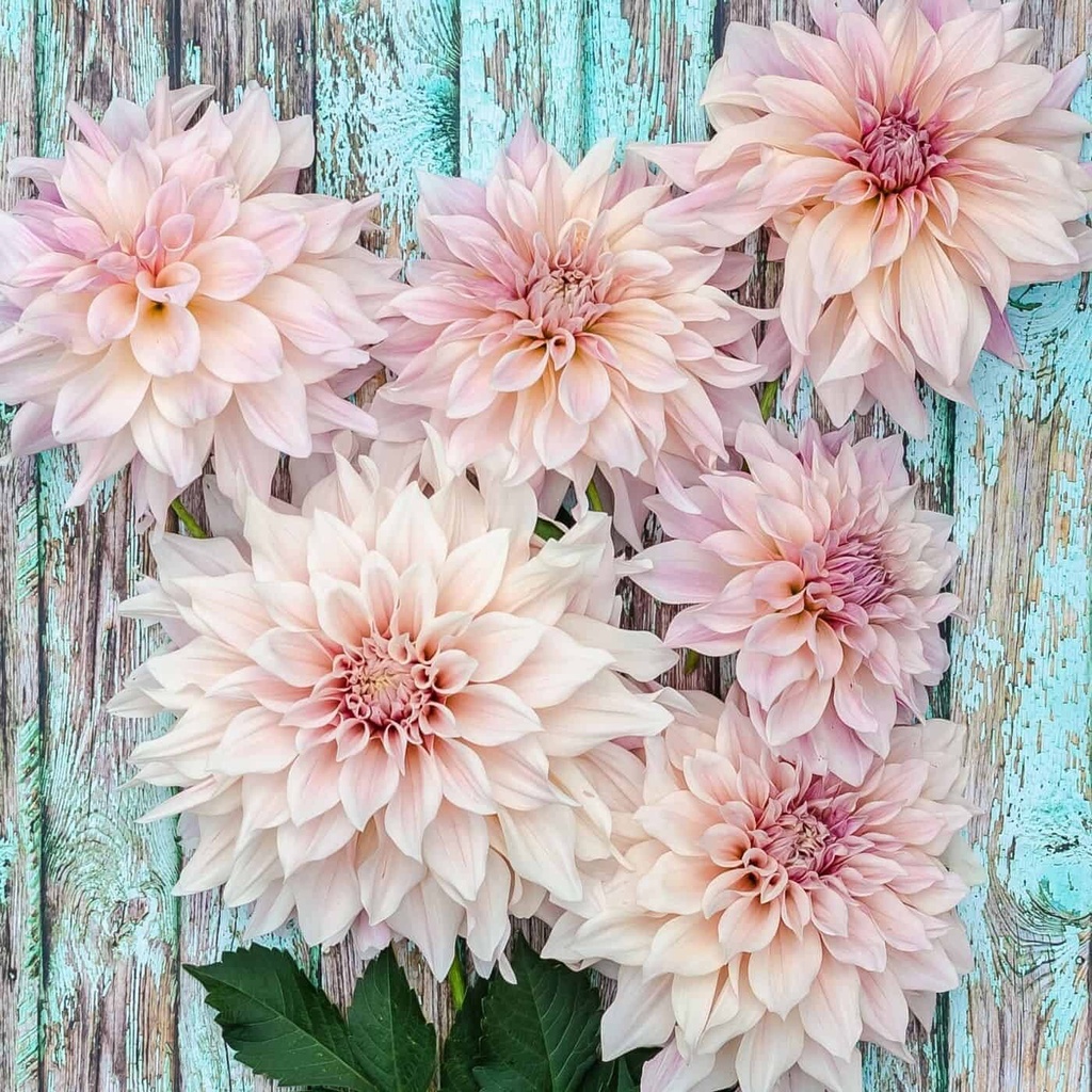 30 เมล็ด ดอกรักเร่ ดาห์เลีย Dahlia Seeds สายพันธุ์ Café Au Lait