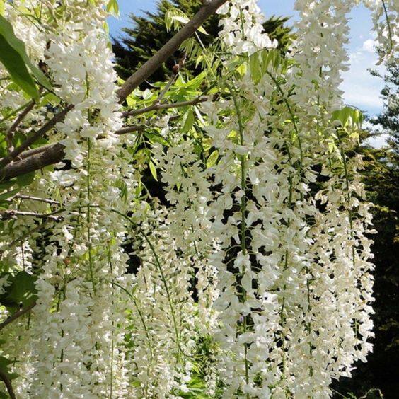 3 เมล็ด Alba White Wisteria วิสทีเรีย ดอกฟูจิ ไม้เถาวัลย์ Wisteria Seeds
