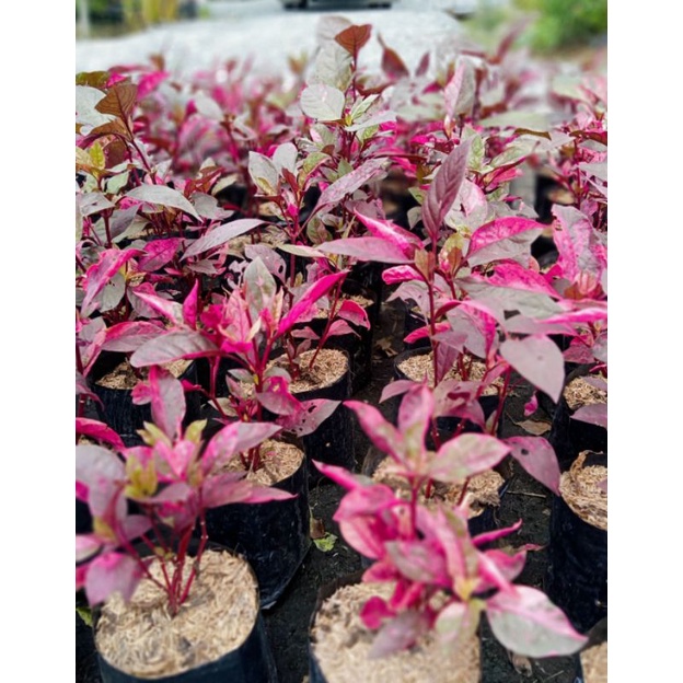 แดงสิงคโปร์ใบด่างชมพู1ต้นถุงดำทนแดดสีสดสวย🌺🌺