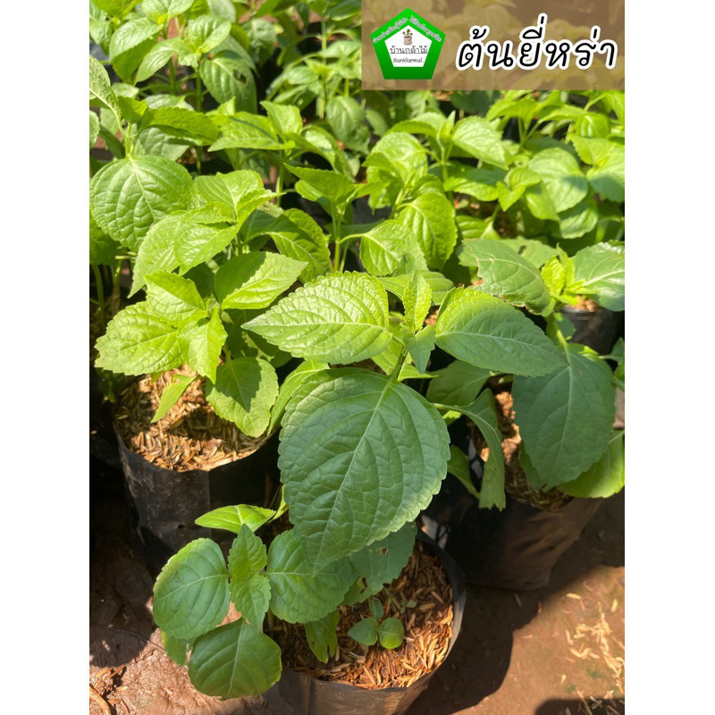 ต้นยี่หร่า กะเพราควาย 🌿 🎉ต้นแข็งแรง🌿 สินค้าเสียหาย แจ้งทางร้านได้เลยจ้า