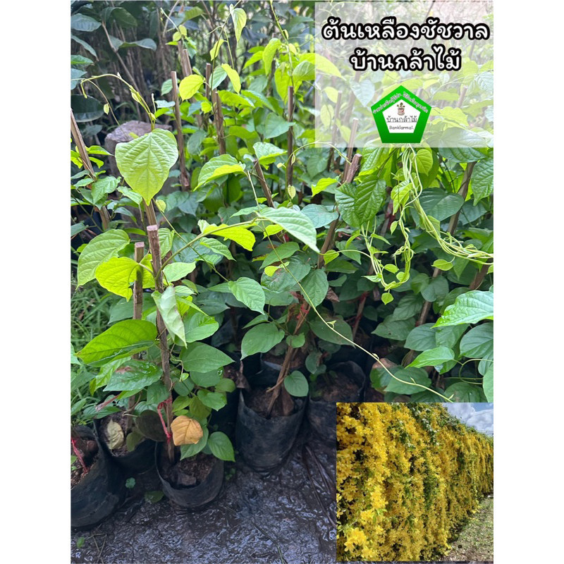 ต้นเหลืองชัชวาล 🎉ต้นแข็งแรง 🌿 สินค้าเสียหาย แจ้งทางร้านได้เลยจ้า