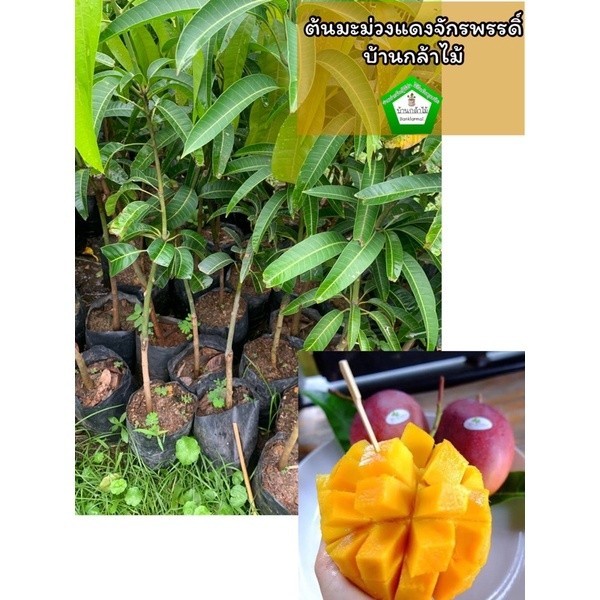 ต้นมะม่วงแดงจักรพรรดิ์ เสียบยอด 🎉ต้นแข็งแรง 🌿 สินค้าเสียหาย แจ้งทางร้านได้เลยจ้า