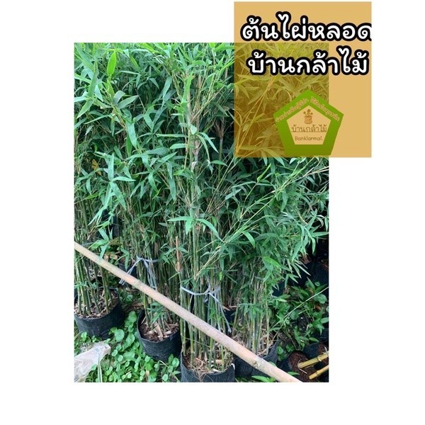 ต้นไผ่หลอด 🎉ต้นแข็งแรง 🌿 สินค้าเสียหาย แจ้งทางร้านได้เลยจ้า