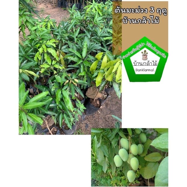 ต้นมะม่วง 3 ฤดู แท้ 100 เสียบยอด ออกผลไวมาก 🎉ต้นแข็งแรง 🌿 สินค้าเสียหาย แจ้งทางร้านได้เลยจ้า