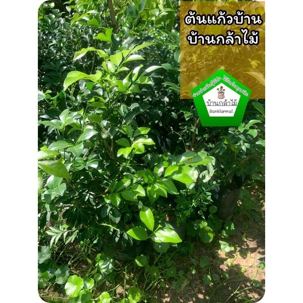ต้นแก้วบ้าน 🎉ต้นแข็งแรง 🌿 สินค้าเสียหาย แจ้งทางร้านได้เลยจ้า