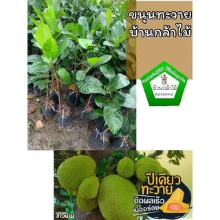 ต้นขนุนทวาย 1 ปีเก็บผล แท้100% 🎉ต้นแข็งแรง 🌿 สินค้าเสียหาย แจ้งทางร้านได้เลยจ้า