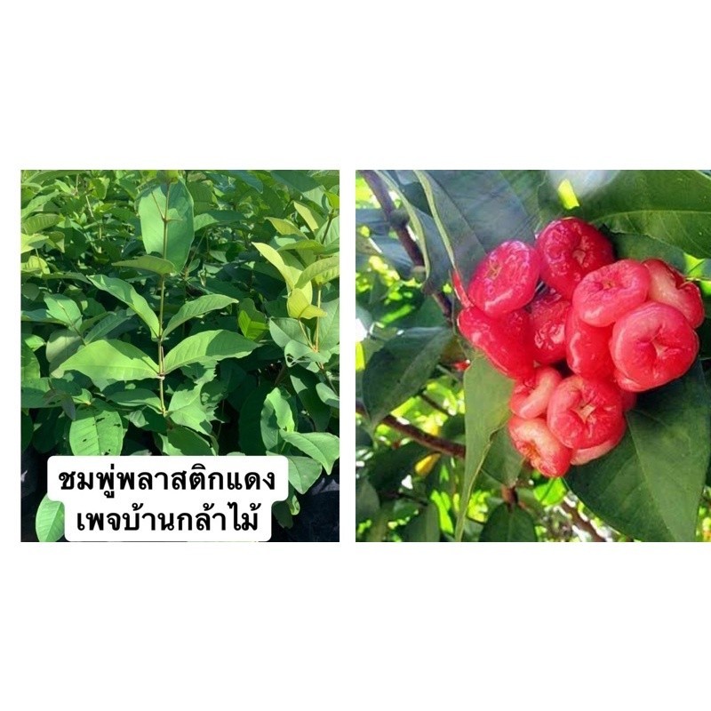 ต้นชมพู่พลาสติกสีแดง  🎉ต้นแข็งแรง 🌿 สินค้าเสียหาย แจ้งทางร้านได้เลยจ้า