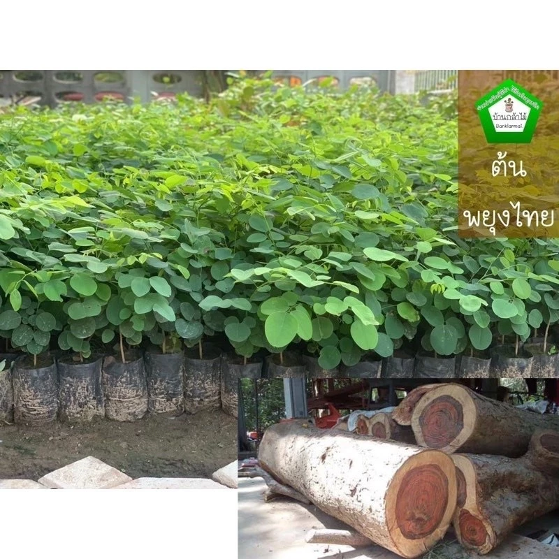 ต้นพยุงไทย ต้นพยูง พะยูง #กล้าไม้ป่าไม้เศรษฐกิจ ราคาถูก 🌿 สินค้าเสียหาย แจ้งทางร้านได้เลยจ้า