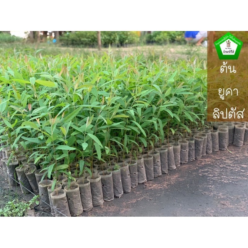 ต้นยูคาลิปตัส  🎉ต้นแข็งแรง 🌿 สินค้าเสียหาย แจ้งทางร้านได้เลยจ้า