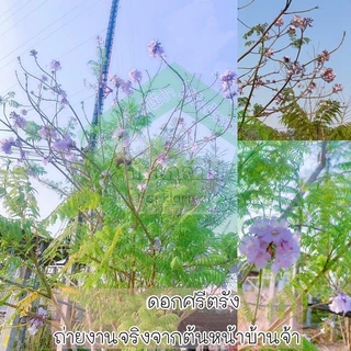 ต้นศรีตรัง ไม้ยืนต้น ดอกสีม่วง 💜🎉ต้นแข็งแรง 🌿 สินค้าเสียหาย แจ้งทางร้านได้เลยจ้า