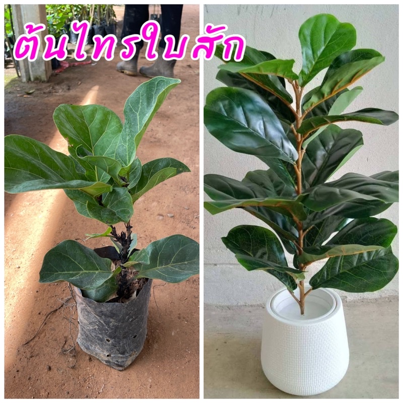 ต้นไทรใบสัก เป็นไม้มงคลที่คนนิยมปลูกไว้ในบ้าน เพราะมีความเชื่อว่าถ้าปลูกไว้ภายในบริเวณบ้านจะช่วยเสริมความเป็นสิริมงคล