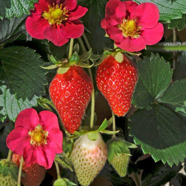 20 เมล็ด สตรอว์เบอร์รี สตอเบอรี่ ลูกใหญ่ Strawberry Seeds สายพันธุ์ F1 Toscana
