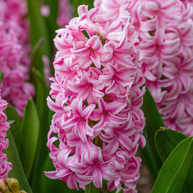1 หัว ดอกไฮยาซินธ์ (Hyacinth) Bulbs สายพันธุ์ Hyacinth Orientalis Pink Pearl