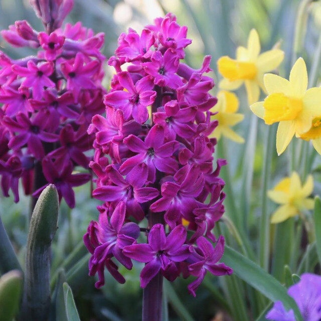 1 หัว ดอกไฮยาซินธ์ (Hyacinth) Bulbs สายพันธุ์ Hyacinth Orientalis Woodstock