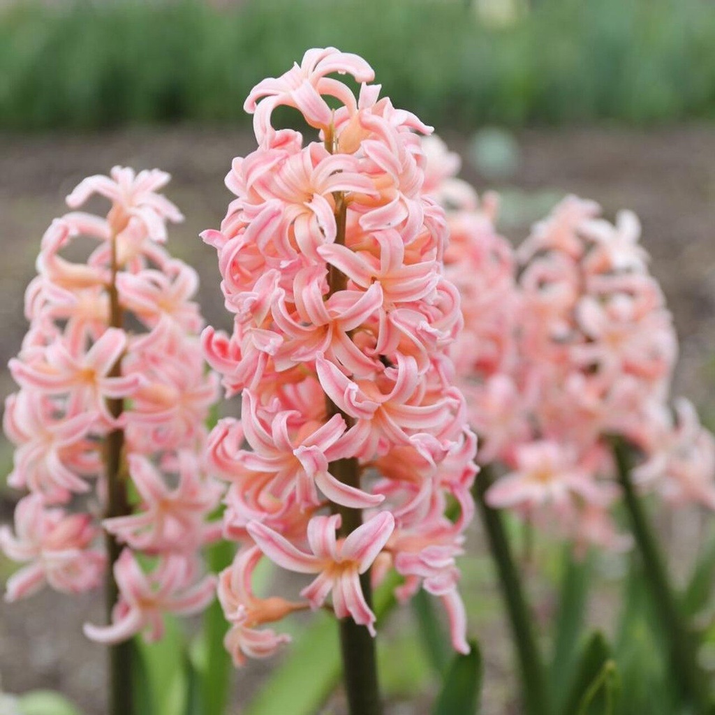 1 หัว ดอกไฮยาซินธ์ (Hyacinth) Bulbs สายพันธุ์ Hyacinth Orientalis Gypsy Queen