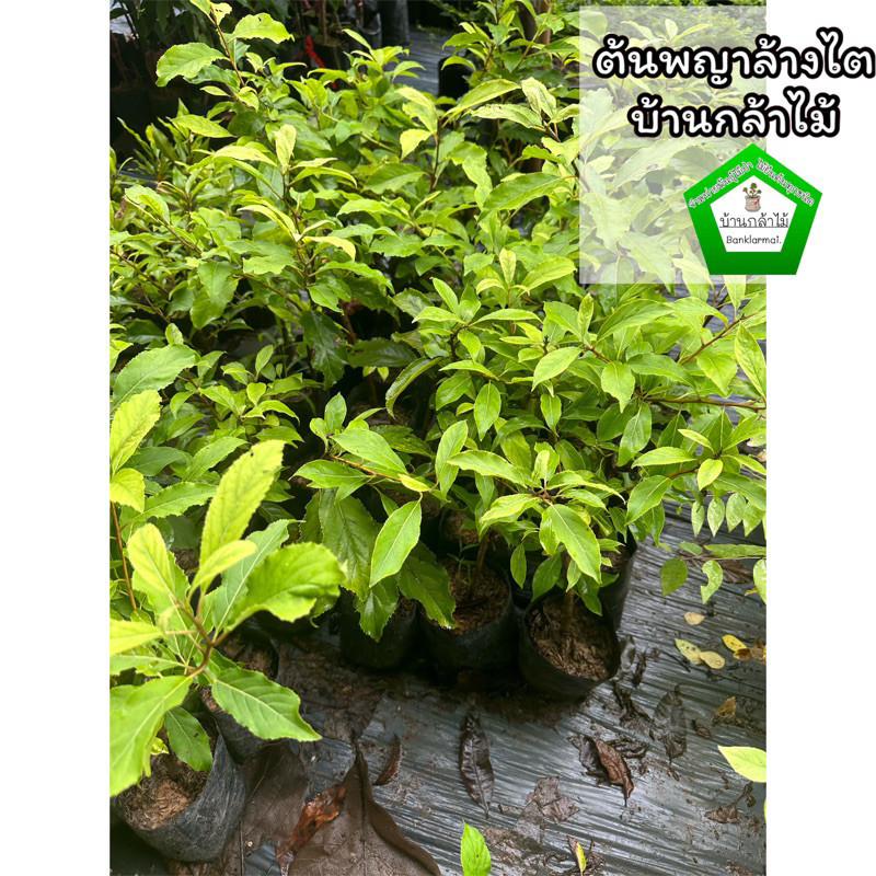 ต้นพญาล้างไต 🎉ต้นแข็งแรง 🌿 สินค้าเสียหาย แจ้งทางร้านได้เลยจ้า