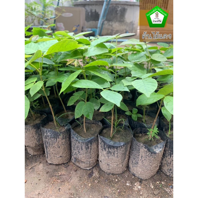 ต้นแดง ไม้แดง  ชุดละ 40 ต้น 🎉ต้นแข็งแรง 🌿 สินค้าเสียหาย แจ้งทางร้านได้เลยจ้า