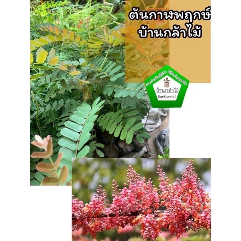 ต้นกาฬพฤกษ์ ต้นสวย 🎉ต้นแข็งแรง 🌿 สินค้าเสียหาย แจ้งทางร้านได้เลยจ้า