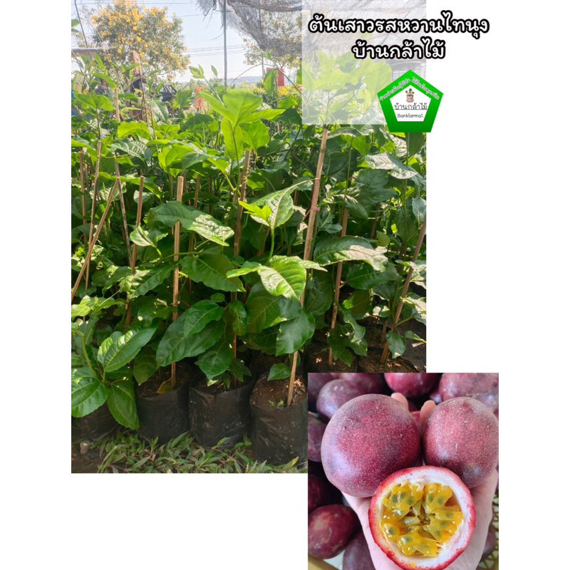 ต้นเสาวรสไทนุง 🎉ต้นแข็งแรง 🌿 สินค้าเสียหาย แจ้งทางร้านได้เลยจ้า