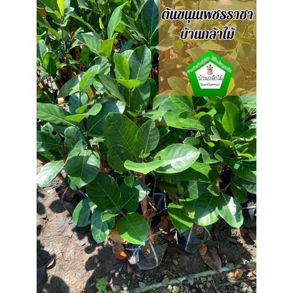 ต้นขนุนเพชรราชา พร้อมลงดิน 🎉ต้นแข็งแรง 🌿 สินค้าเสียหาย แจ้งทางร้านได้เลยจ้า