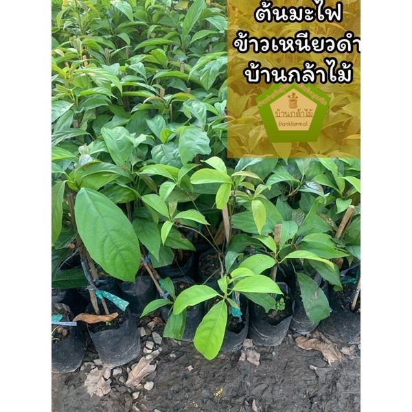 ต้นมะไฟข้าวเหนียวดำ ออกผลไวมาก ต้นแข็งแรง สินค้าเสียหาย แจ้งทางร้านได้เลยจ้า
