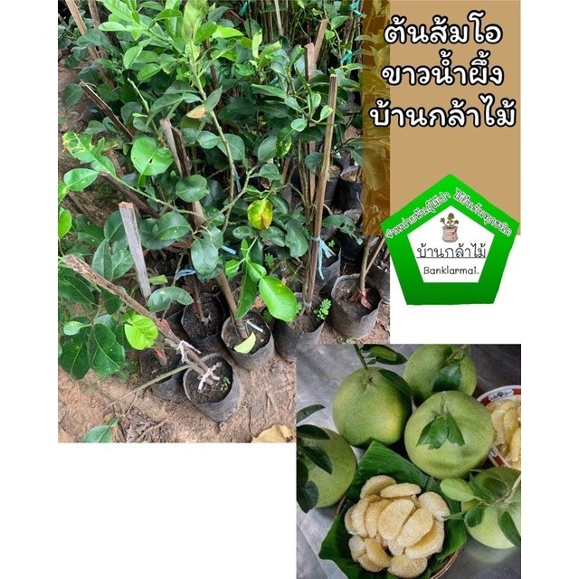 ต้นส้มโอขาวน้ำผึ้ง เสียบยอด ออกผลไวมาก 🎉ต้นแข็งแรง 🌿 สินค้าเสียหาย แจ้งทางร้านได้เลยจ้า