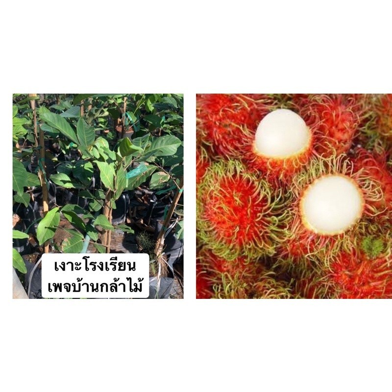 ต้นเงาะโรงเรียน ออกผลไว  🎉ต้นแข็งแรง 🌿 สินค้าเสียหาย แจ้งทางร้านได้เลยจ้า