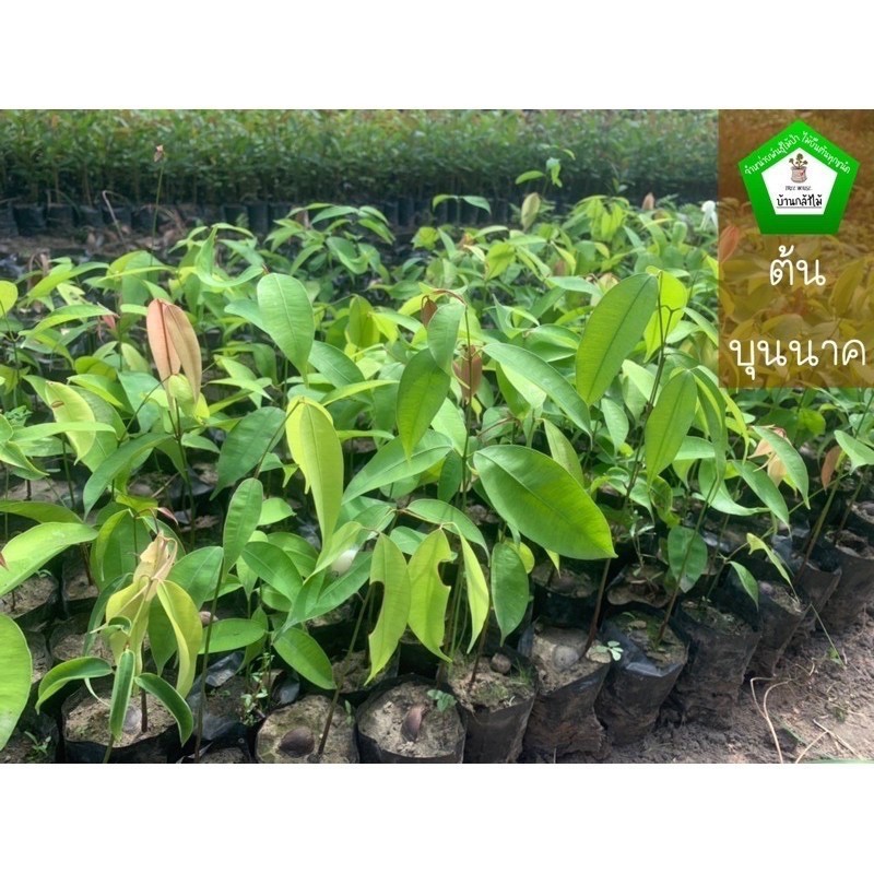 ต้นบุนนาค 🎉ต้นแข็งแรง สวย 🌿 สินค้าเสียหาย แจ้งทางร้านได้เลยจ้า