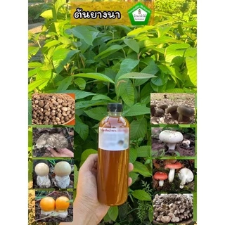 ต้นยางนา ราดเชื้อเห็ดหลากหลายชนิด 🍄 เห็ดไคเห็ดตับเต่าและอื่นๆ 🌿 สินค้าเสียหาย แจ้งทางร้านได้เลยจ้า