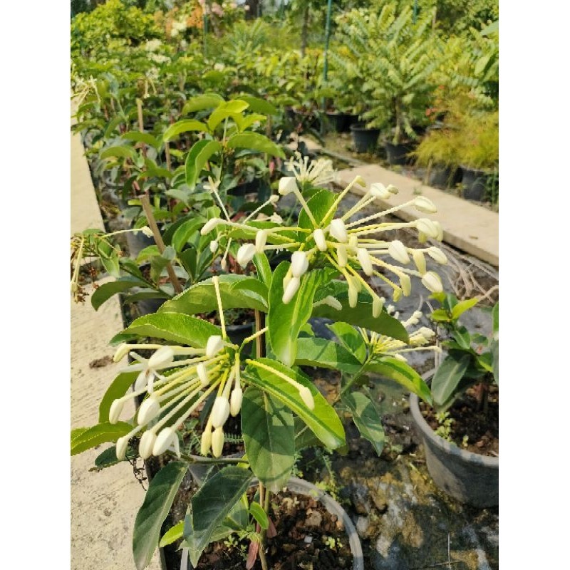 ต้นพุดบุญรักษา พุดบุญรักษา (Posoqueria latifolia) ไม้มงคล ปลูกประดับสวน ดอกสวยงาม มีกลิ่นหอม ต้นแข็งแรงพร้อมปลูก