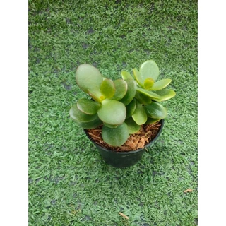ต้นคลาสซูล่าใบเงิน, ต้นมันนี่ [Crassula Ovata, Money Plant] ไม้มงคลในกระถาง2นิ้ว