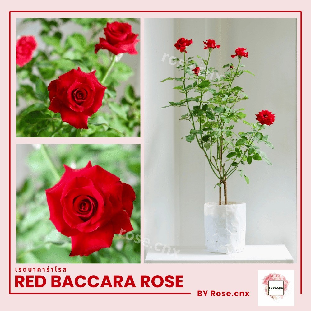 (ไซส์ L) กุหลาบแดงไร้หนาม เรดบักคาร่า Red Baccara Rose(พันธุ์เนเธอร์แลนด์) สูง80cm-90cm จาก rose.cnx