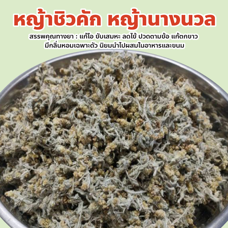หญ้าชิวคัก หญ้านางนวล ปริมาณ 100, 200, 500 กรัม สมุนไพรจีน แก้ร้อนใน บำรุงไตและบำรุงกำลัง