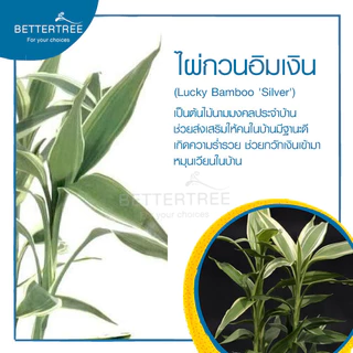 ไผ่กวนอิมเงิน(จำนวน 1 ต้น) ไม้ฟอกอากาศ สามารถปลูกในน้ำได้ ต้นไม้ฟอกอากาศ