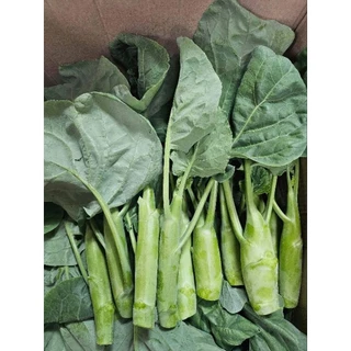 🌿เมล็ดคะน้าเห็ดหอม 400 เมล็ด (5แถม1คละได้)