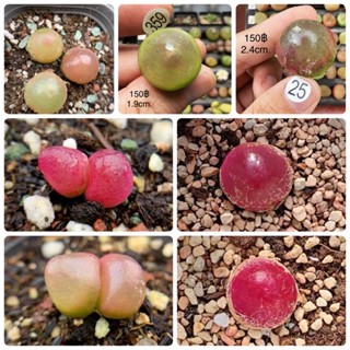 (Preorder)Conophytum Burgeri โคโนเบอเกอรี่