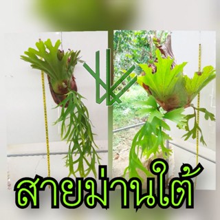 เฟิน สายม่านใต้(ขนาดใหญ่) ติดไม้พร้อมที่แขวน กระเช้าสีดา ชายผ้าสีดา platycerium จัดสวน ตกแต่งร้าน