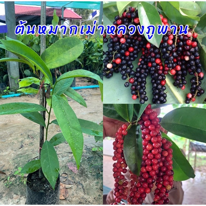 ต้นหมากเม่าภูพาน เสียบยอด ต้นเตี้ยลูกดก ขนาดต้น 50ซม. ผลสุกมีสีดำ รสชาติหวาน