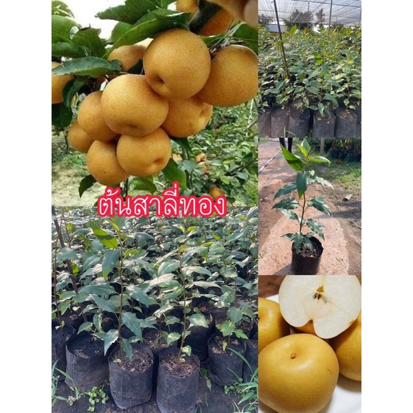 ต้นสาลี่ทอง สาลี่ทอง รสชาติหวานกรอบ ขนาดต้น 40ซม. เติบโตได้ทุกสภาพดิน