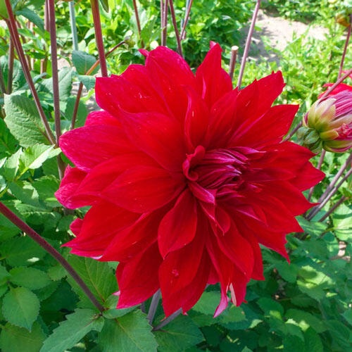 1 เหง้า Dahlia tubers ดอกรักเร่ ดาห์เลีย ต้นเตี้ย ดอกใหญ่ สีสันสวยงาม สายพันธุ์ Babylon Red
